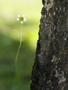 Little white flower Royalty Free Stock Photo