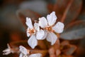 Little white flower with autumn color Royalty Free Stock Photo