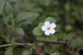 Little white flower