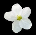 Little white flower Royalty Free Stock Photo