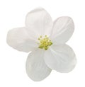 Little white flower Royalty Free Stock Photo