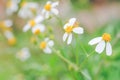 Little white flower grass pastel tone Royalty Free Stock Photo