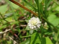 little white flower that grow blooming in the yard