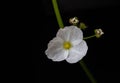 Little White Flower Royalty Free Stock Photo