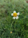 little white flower near lovely garden