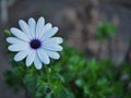 Little white flower