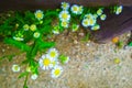 Little white flowerd with yellow pollen in garden