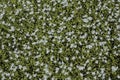 Little white flowers in a background of lush green Royalty Free Stock Photo