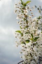 White flower. beautiful flowering tree, small buds. branches against the blue sky. white cloud. Royalty Free Stock Photo