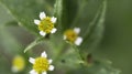 Little white flowers bloom in the garden. Petals, pistils and stamens of the flower. Royalty Free Stock Photo