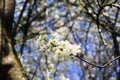 A little white flowers blooming in the spring time Royalty Free Stock Photo