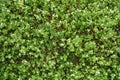 Little white flowers of chickweed and blue flowers of speedwell Royalty Free Stock Photo