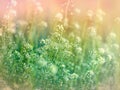 Little white flowers in meadow Royalty Free Stock Photo