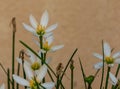 A closeup of a few white flowers