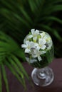 Little white flowers, Orange Jessamine, in glass vase.