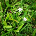 White Flowers in grass