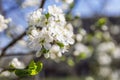 Little white flowers on a tree. Blooming plum tree on a background of blue sky. Close-up. Postcard Royalty Free Stock Photo