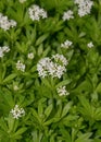 Woodruff - healing herbs - galium odoratum