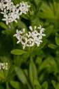 Woodruff - healing herbs - galium odoratum