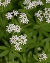 Woodruff - healing herbs - galium odoratum