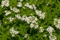 Woodruff - healing herbs - galium odoratum