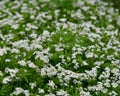 Woodruff - healing herbs - galium odoratum