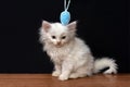 Little white fluffy cat playing with colorful toy eggs on a black background Royalty Free Stock Photo