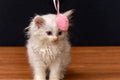 Little white fluffy cat playing with colorful toy eggs on a black background Royalty Free Stock Photo