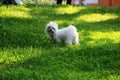 Little white fluffy dog on a green lawn on a Sunny day