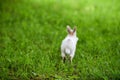 Little white fluffy rabbit jumping on vivid green lawn, blurred unfocused background Royalty Free Stock Photo