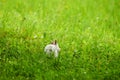 Little white fluffy rabbit jumping on vivid green lawn, blurred unfocused background Royalty Free Stock Photo