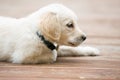 Little white fur golden retriever dog wonders away laying on wooden board floor. Royalty Free Stock Photo