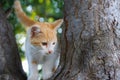 Little white ginger kitten is standing on a black tree trunk in the park Royalty Free Stock Photo