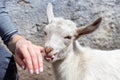 Little white goat bites a girl`s finger Royalty Free Stock Photo