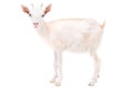 Little white goat
