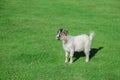 little white goat standing on green grass Royalty Free Stock Photo