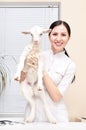 Little white goat at the vet Royalty Free Stock Photo