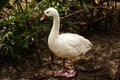Goosy gander Royalty Free Stock Photo