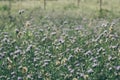 little white grass flower with drop dew in morning Royalty Free Stock Photo