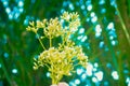 Little white grass flower spring nature wallpaper background Royalty Free Stock Photo