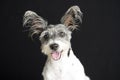 Beautiful little dog with long hair isolated on black background