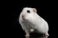 Little White Hamster Isolated on Black Background