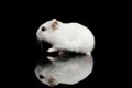Little White Hamster Isolated on Black Background Royalty Free Stock Photo