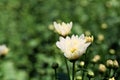 Little white hardy chrysanthemums flower in garden