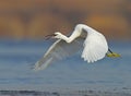 Little white heron in flight Royalty Free Stock Photo