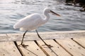 Little white heron walking Royalty Free Stock Photo