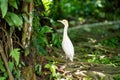 Little white heron with a yellow head in a green park. Bird watching Royalty Free Stock Photo