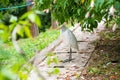 Little white heron with a yellow head in a green park. Bird watching Royalty Free Stock Photo