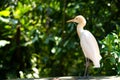 Little white heron with a yellow head in a green park. Bird watching Royalty Free Stock Photo