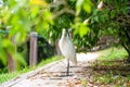 Little white heron with a yellow head in a green park. Bird watching Royalty Free Stock Photo